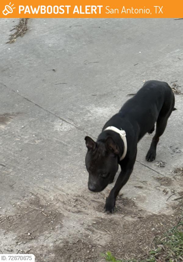 Found/Stray Unknown Dog last seen Alley between Guinevere and Lancelot. Closer to King Arthur , San Antonio, TX 78218