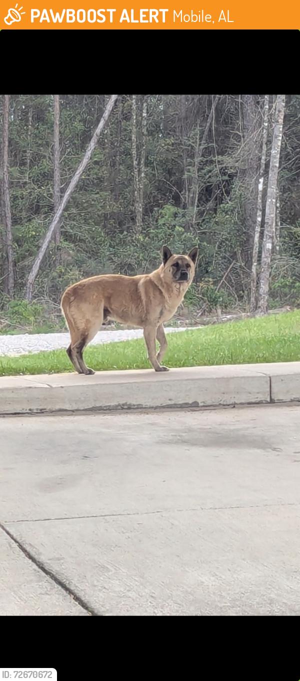 Found/Stray Male Dog last seen Todd Acres Drive and Commerce Blvd, Mobile, AL 36619