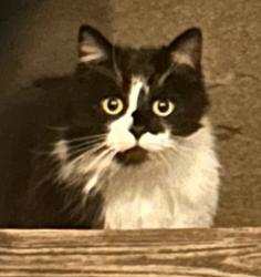 Found/Stray Unknown Cat last seen Fairlake Lane, Glen Allen 23060, Henrico County, VA 23060