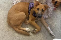 Lost Female Dog last seen Parker Road, Oak Point Nature Preserve, Plano, TX 75074