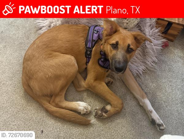 Lost Female Dog last seen Parker Road, Oak Point Nature Preserve, Plano, TX 75074