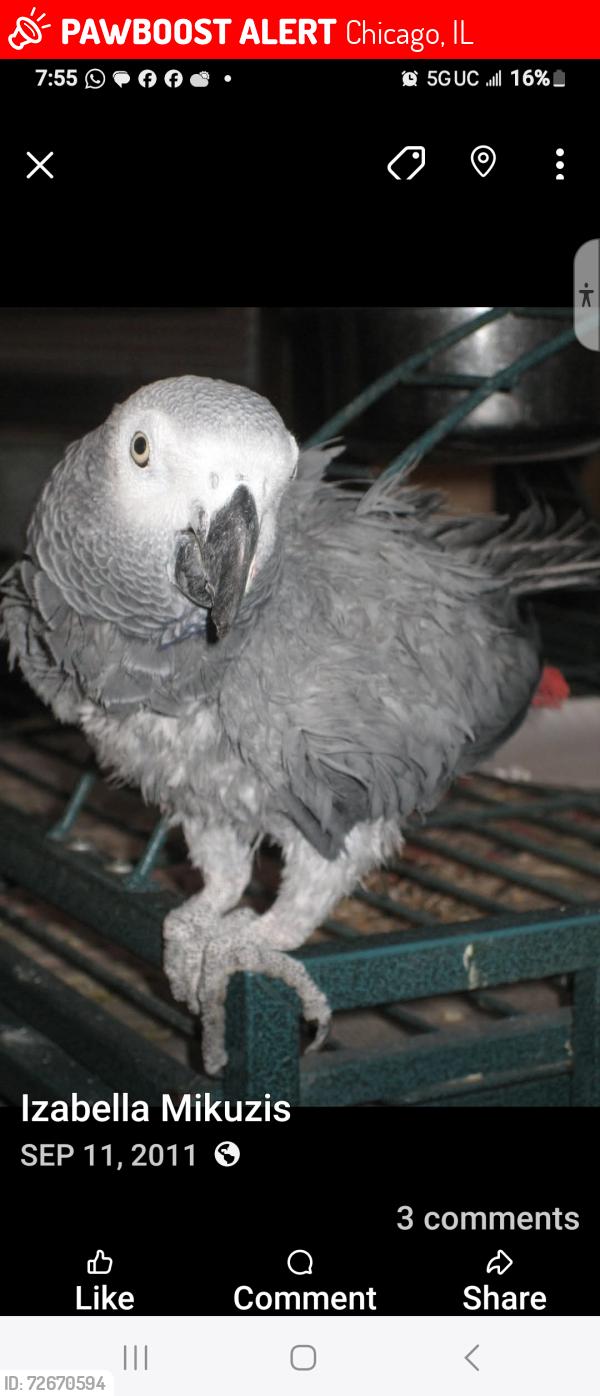 Lost Unknown Bird last seen Clark and Devon st (back of post office), Chicago, IL 60660