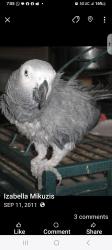 Lost Unknown Bird last seen Clark and Devon st (back of post office), Chicago, IL 60660