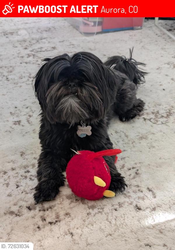 Lost Male Dog last seen Peoria and 11th, Aurora, CO 80011