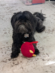 Lost Male Dog last seen Peoria and 11th, Aurora, CO 80011