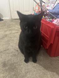 Lost Male Cat last seen Van ufford ln and fair oaks blvd, Carmichael, CA 95608