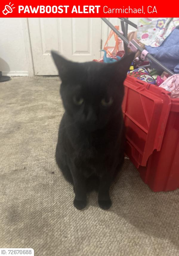 Lost Male Cat last seen Van ufford ln and fair oaks blvd, Carmichael, CA 95608