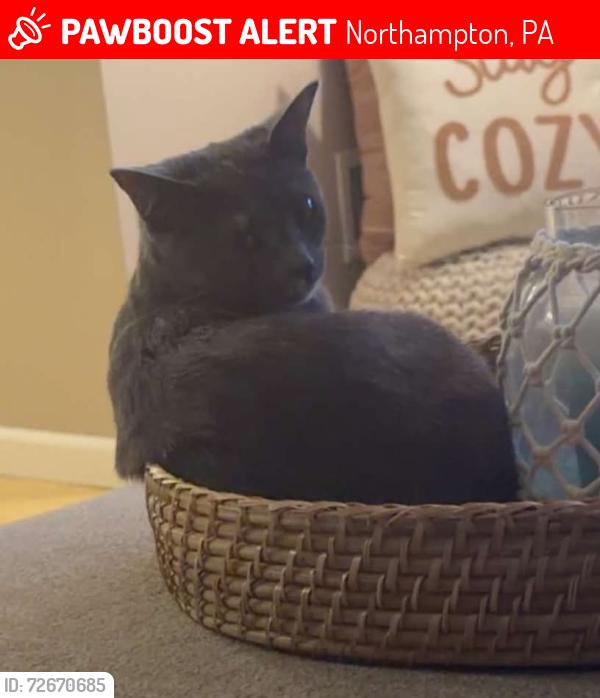 Lost Female Cat last seen Near block Main Street Northamton , Northampton, PA 18067