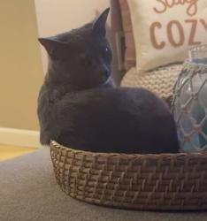 Lost Female Cat last seen Near block Main Street Northamton , Northampton, PA 18067