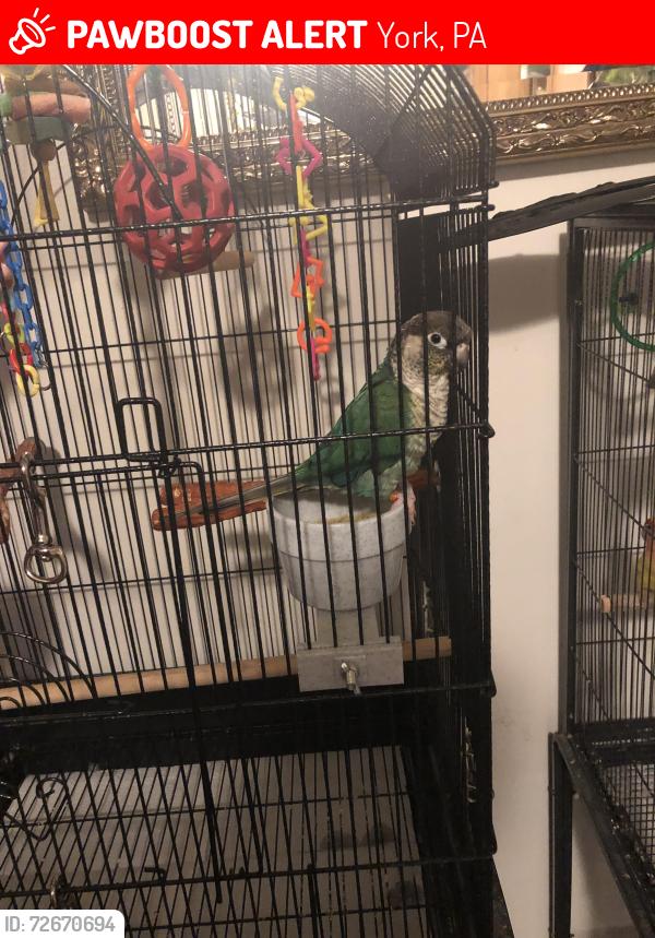 Lost Female Bird last seen Near parkway blvd York pa 17404, York, PA 17404