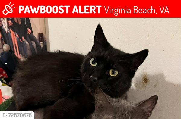 Lost Male Cat last seen Holland Road, London Bridge Rd., Buckner Blvd, Virginia Beach, VA 23453