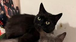 Lost Male Cat last seen Holland Road, London Bridge Rd., Buckner Blvd, Virginia Beach, VA 23453