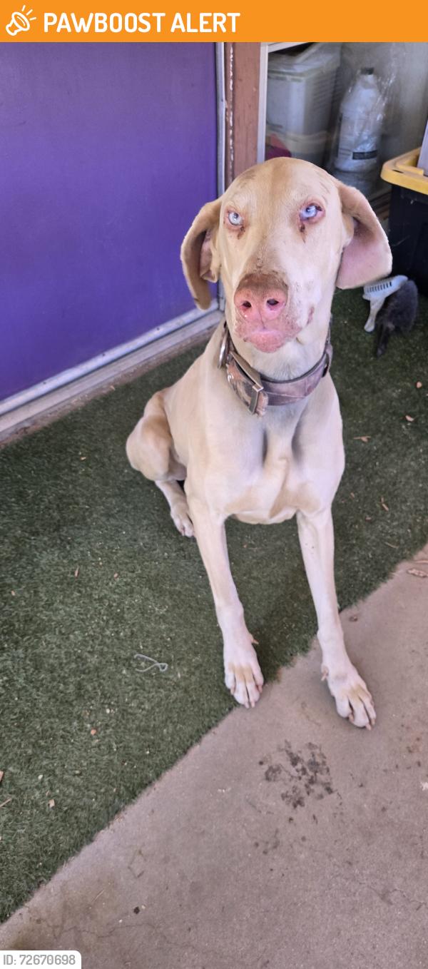 Found/Stray Male Dog last seen 165th east and 138, Los Angeles County, CA 93553