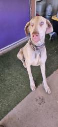 Found/Stray Male Dog last seen 165th east and 138, Los Angeles County, CA 93553