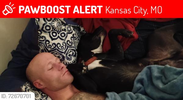 Lost Male Dog last seen 63rd and prospect , Kansas City, MO 64130