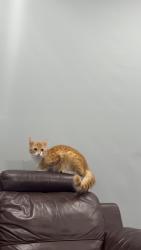 Lost Male Cat last seen Turntable Dr, Little River VIC 3211, Little River, VIC 3211