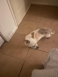 Found/Stray Male Dog last seen Florida Boulevard and Washington Pl., Bayshore Gardens, Bradenton, Bayshore Gardens, FL 34207