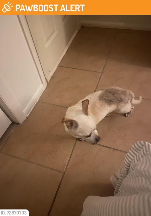 Found/Stray Male Dog last seen Florida Boulevard and Washington Pl., Bayshore Gardens, Bradenton, Bayshore Gardens, FL 34207