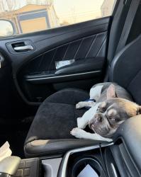 Lost Female Dog last seen Grandview , Odessa, TX 79761
