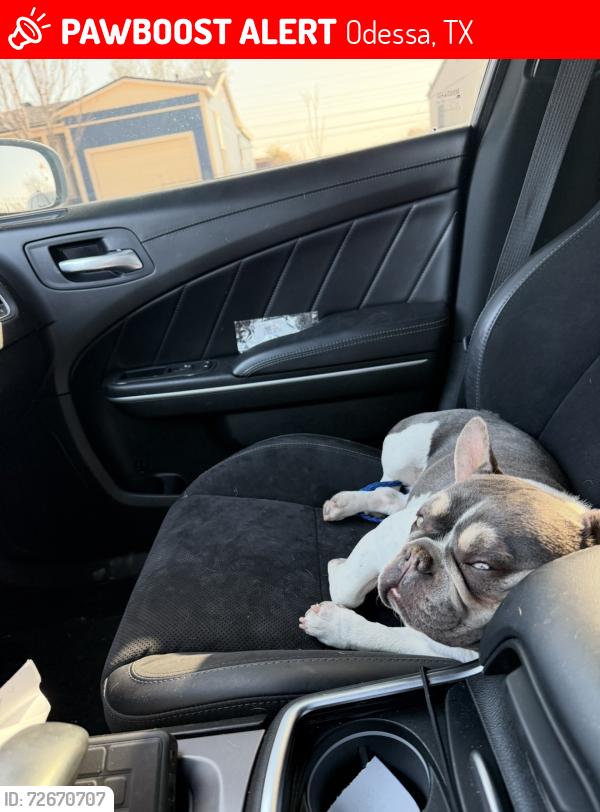 Lost Female Dog last seen Grandview , Odessa, TX 79761