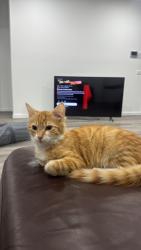 Lost Male Cat last seen Turntable Dr, Little River VIC 3211, Little River, VIC 3211