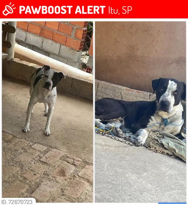 Lost Male Dog last seen Rua Sulete, Bairro taquaral 13314-899, Itu, SP 