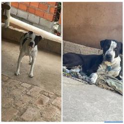 Lost Male Dog last seen Rua Sulete, Bairro taquaral 13314-899, Itu, SP 