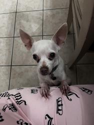 Lost Male Dog last seen Hughes CT, Sebastian Dr, Porter, TX 77365