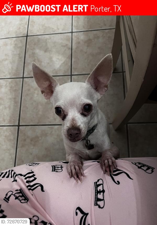 Lost Male Dog last seen Hughes CT, Sebastian Dr, Porter, TX 77365