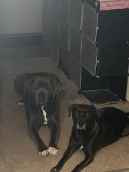 Lost Female Dog last seen Reach Church, Bear, DE 19701