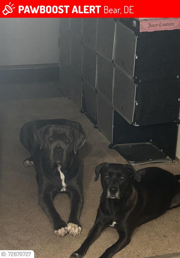 Lost Female Dog last seen Reach Church, Bear, DE 19701