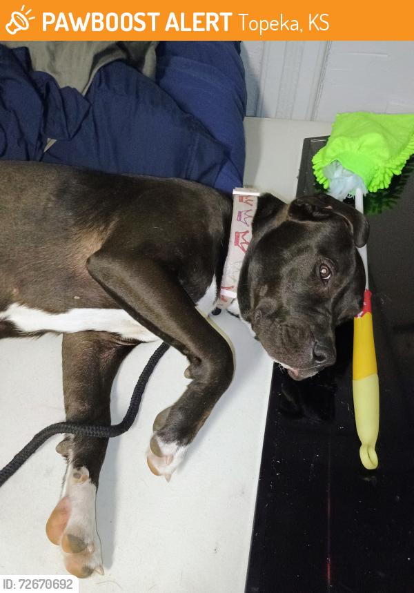 Found/Stray Female Dog last seen We are down the street from dollar general on 10th st and library is a couple blocks away , Topeka, KS 66604