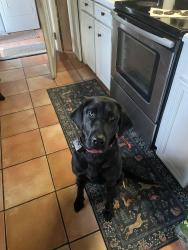Lost Female Dog last seen Harmon Park, Marion,SC, Marion, SC 29571