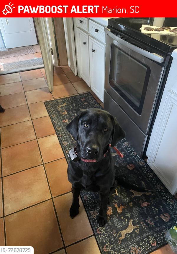 Lost Female Dog last seen Harmon Park, Marion,SC, Marion, SC 29571