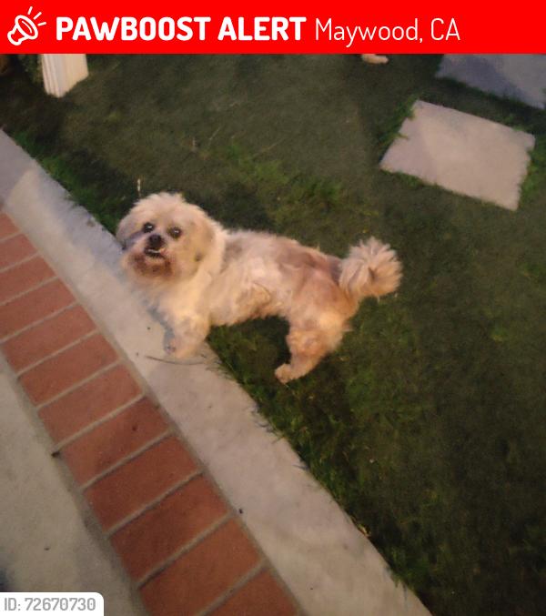 Lost Male Dog last seen Near e 55th st Maywood, CA , Maywood, CA 90270