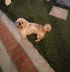 Lost Male Dog last seen Near e 55th st Maywood, CA , Maywood, CA 90270