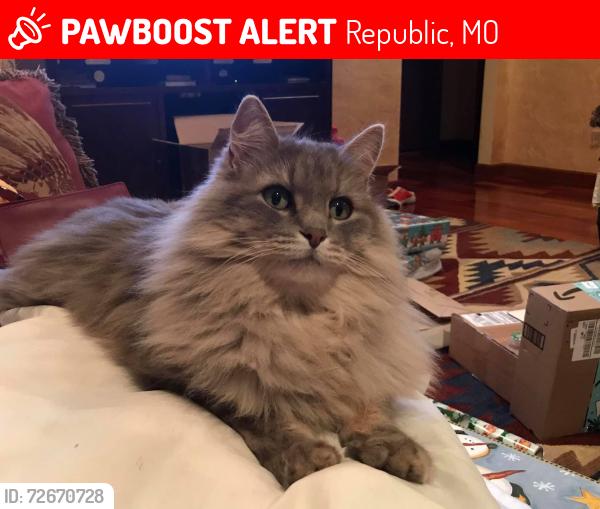 Lost Male Cat last seen Farm Rd 63, Republic, MO 65738