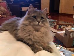 Lost Male Cat last seen Farm Rd 63, Republic, MO 65738