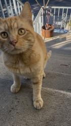 Found/Stray Male Cat last seen Ulyssest st. & isabel st., Los Angeles, CA 90065
