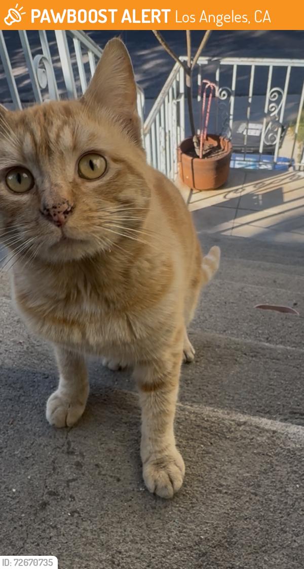 Found/Stray Male Cat last seen Ulyssest st. & isabel st., Los Angeles, CA 90065