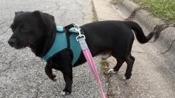 Found/Stray Male Dog last seen Southwood Drive and Todd Trail, College Station, TX 77845