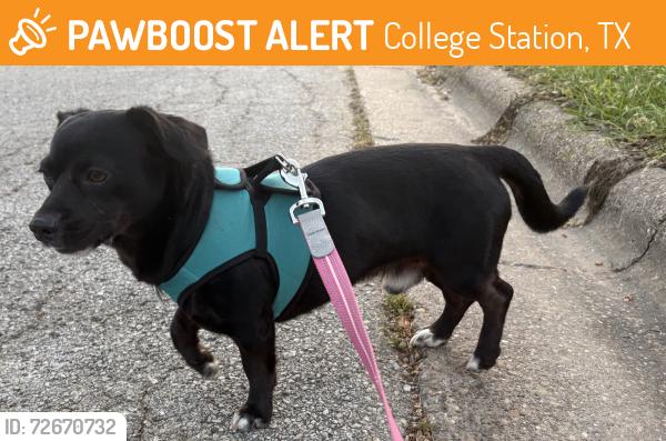 Found/Stray Male Dog last seen Southwood Drive and Todd Trail, College Station, TX 77845