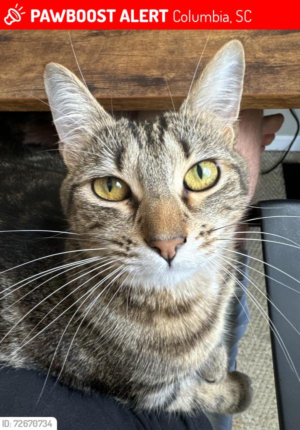 Lost Female Cat last seen Coachmaker Rd & Coatsdale Rd, Columbia, SC 29209