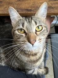 Lost Female Cat last seen Coachmaker Rd & Coatsdale Rd, Columbia, SC 29209