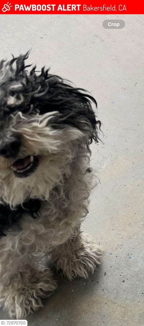 Lost Female Dog last seen Crosshaven , Bakersfield, CA 93313