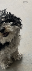 Lost Female Dog last seen Crosshaven , Bakersfield, CA 93313
