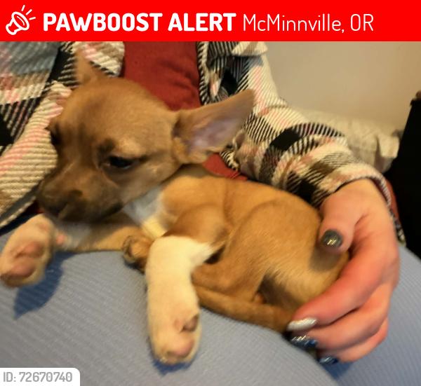 Lost Male Dog last seen SW Baker st. and Edmunston rd....next to El primo mexican restraunt, McMinnville, OR 97128