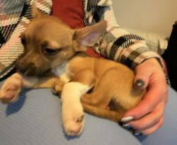 Lost Male Dog last seen SW Baker st. and Edmunston rd....next to El primo mexican restraunt, McMinnville, OR 97128