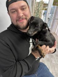 Lost Female Dog last seen Got out the yard, Amarillo, TX 79109