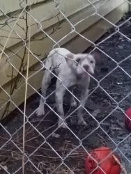 Found/Stray Unknown Dog last seen 60th and Hampton, Milwaukee, WI 53218